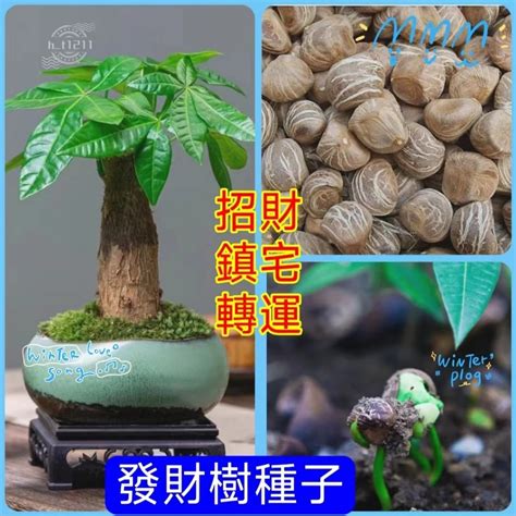 發財樹種子|如何成功種植發財樹種子——讓你的居家植物綠意盎然